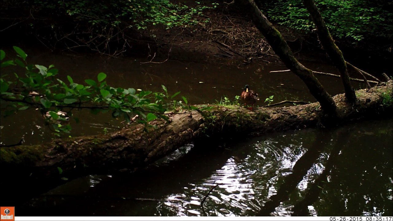 1er test de piégeage vidéo