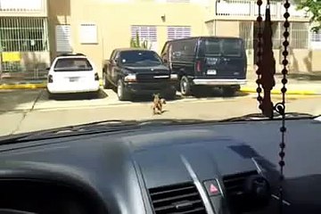 Perro muere teniendo sexo....  Guillermo Cruz