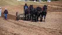 Teams of Percherons Pulling Field Cultivators