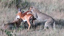 Cheetahs Wrestle Large Impala