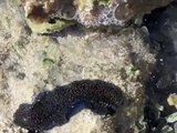 Bizarre sea creature in Mexico - looks like a baby oil slick has come to life!
