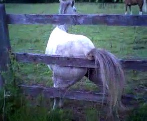 Horse scratching ass!