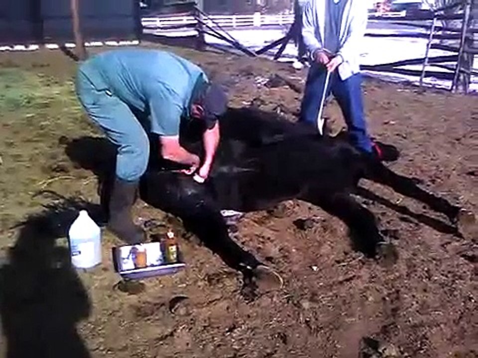 Horse getting gelded (stone)