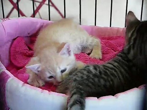nos chatons qui jouent