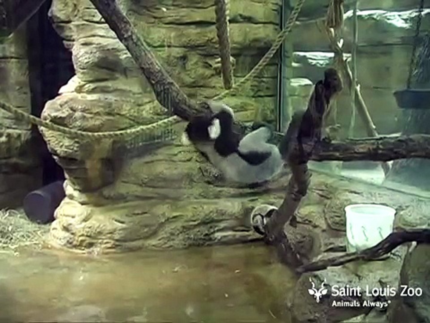 Lemur twins at Saint Louis Zoo