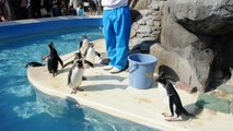 penguin / ペンギン 京急油壺マリンパーク20110205 Goro@Welsh corgi