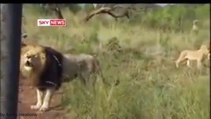 OMG!!! Man playing with tigers -amazing