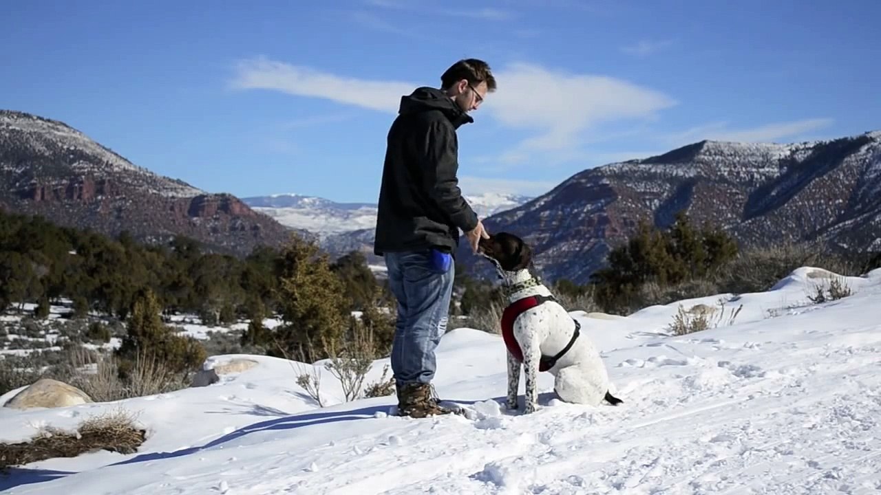 German Shorthaired Pointer Practicing for 50 tricks video