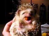 Funny hedgehog eats!