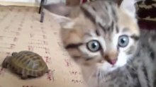 Котенок и Черепаха