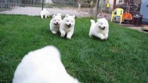 Samoyed puppies 6 weeks old