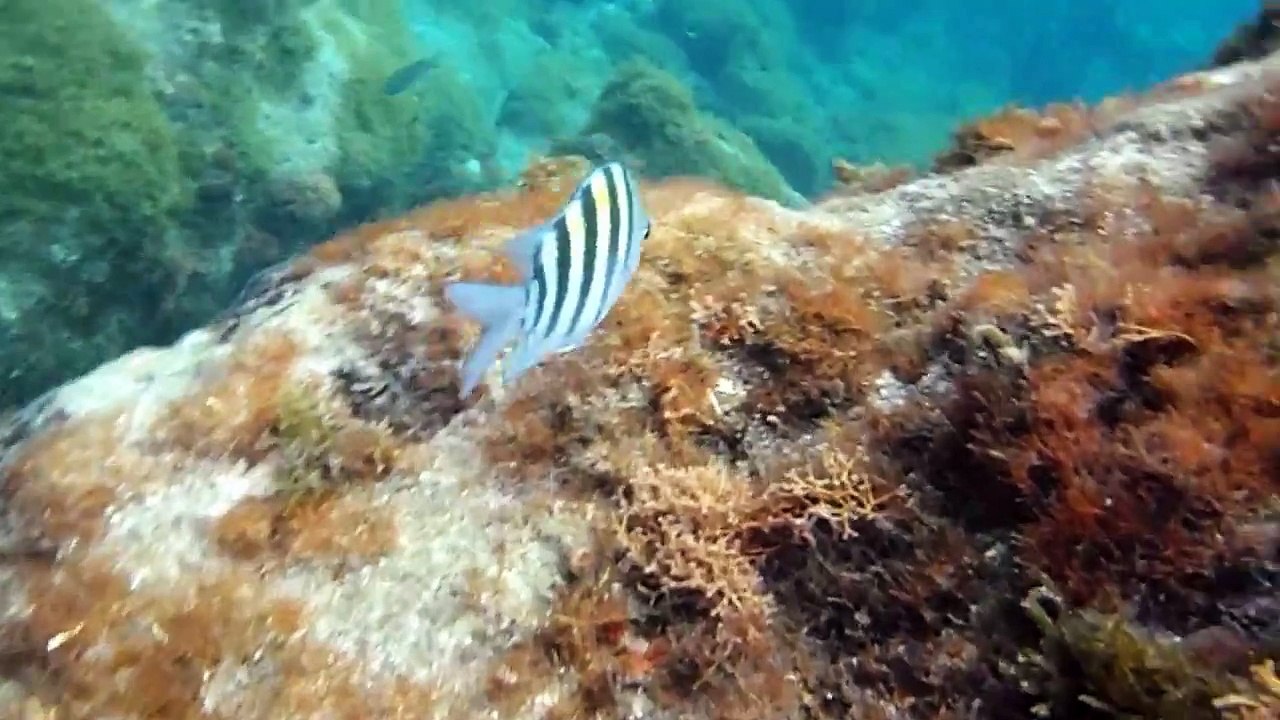 ma petite promenade à la petite Anse D'Arlet (HD)