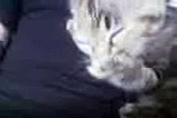 Paw sucking Kitten 2