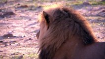 Free Stock Footage Wildlife Male Kalahari Lion Close Up Sunlight - Africa Travel Channel in HD