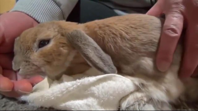Кролик очень любит ласку