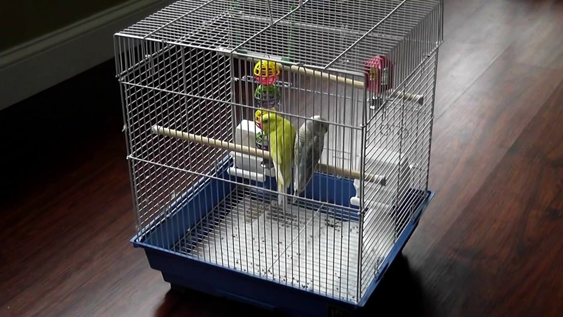 Thursday: 'All you need to know' about Budgies/Parakeets [HD]