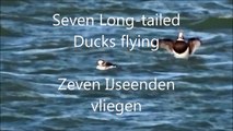 Seven Long-tailed Ducks Fly / Zeven IJseenden vliegen (Clangula Hyemalis)