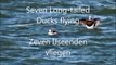 Seven Long-tailed Ducks Fly / Zeven IJseenden vliegen (Clangula Hyemalis)