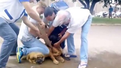 PitBull ataca Chow-Chow em Colider