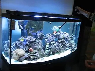 New Snowflake Eel in Mesquite