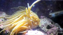 Time lapse of green bubble tip anemone eating mysis shrimp