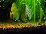 Corydoras & Discus Fish Feeding in Planted Aquarium