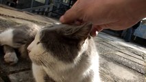 I stroke the Enoshima cat.江ノ島の、「あのネコ」をなでる。