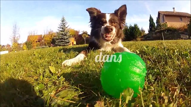 Border collie, Sheltie, Chihuahua - 40 cool tricks