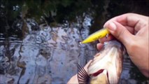 Zara Spook Puppy Power Oscar Fishing - Senko Bass Fishing Everglades