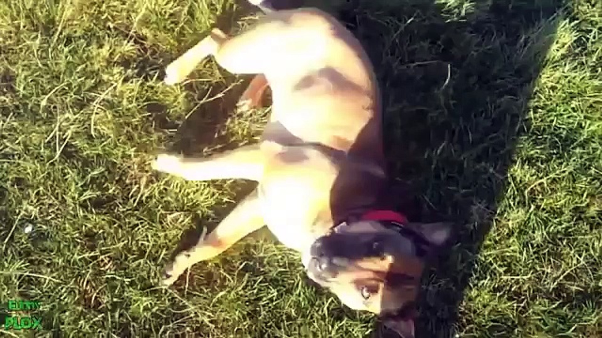 ⁣Funny animals videos. Ridiculous with animals