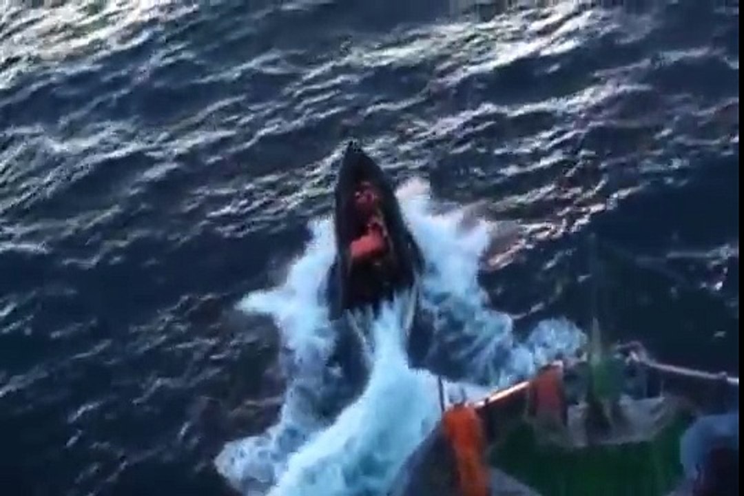 Whale Wars - The ICR Version