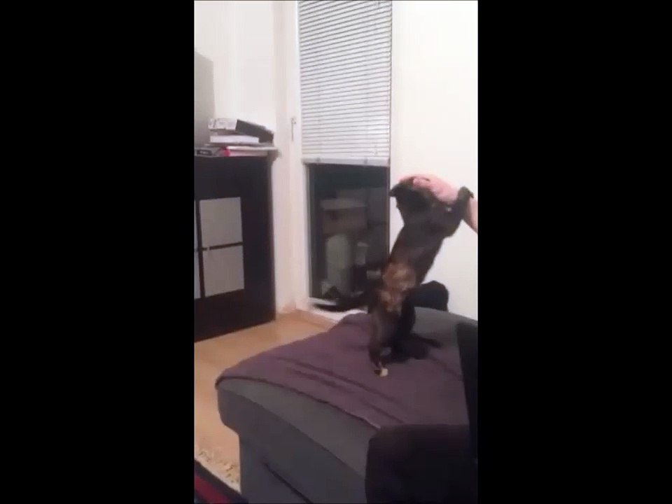 Cat - Play along with the cat and remove stress - Cat - Jogar junto com o gato e eliminar o estresse