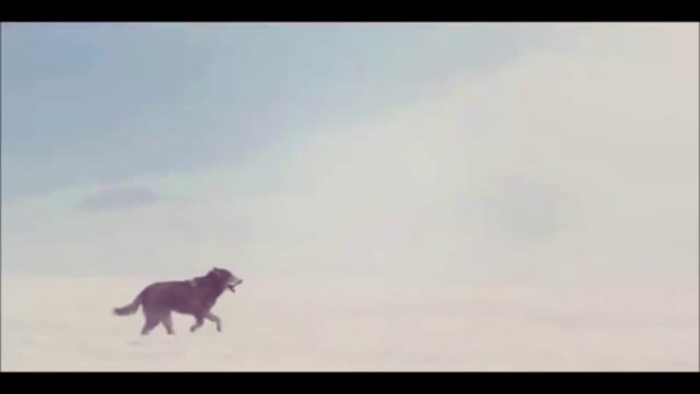 David Guetta - She Wolf ft Sia LYRICS [HD]