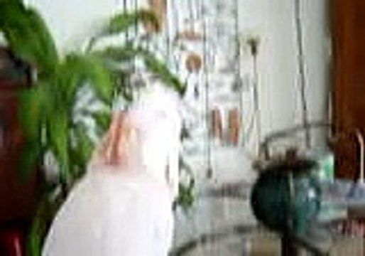 Dancing Cockatoo; Habibi & The Dancing Foot