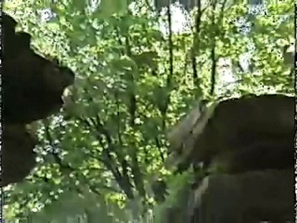 Jumping dog at Wisconsin Dells