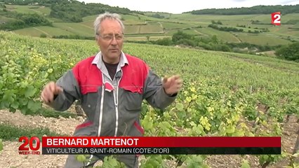 Les vignes bourguignonnes prisées par les investisseurs