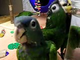 Pionus Parrot Babies of 2007 #2
