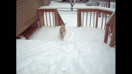 Amazing Dog Catches Snowball!