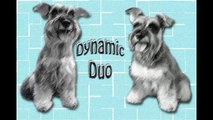 Amazing Funny Synchronized Double Dog Tricks performed by a pair of mini schnauzers