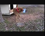 狂犬コロＶＳ黑猫ジジの異種格闘技戦．．犬 ＶＳ 猫