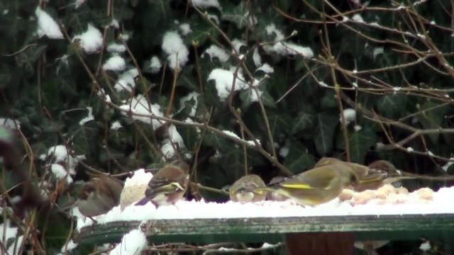 Vogels en de eerste sneeuw november 2010