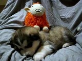 Desent Alaskan Malamutes 4 weeks puppy photo shoot Zudnik