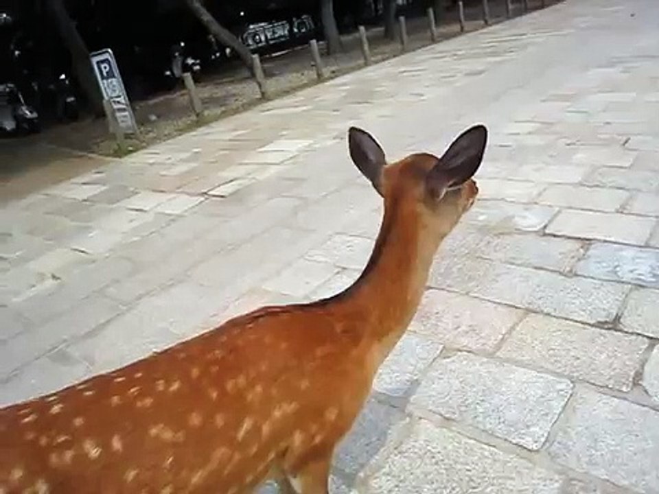Crazy deer sound