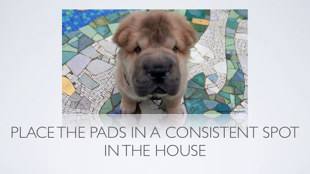 [Puppy Training Tips] How Do I Use Puppy Pads When Housebreaking a Dog?