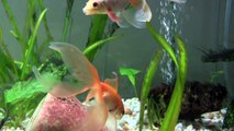 Fantail Goldfish Babies Update Fancy Goldfish Grown Up White Fantail