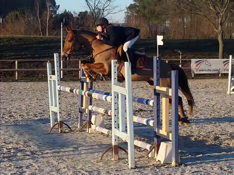 Nos P'tits Poneys Landais