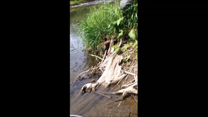 Pêche à la mouche Lesse 30/05/2015