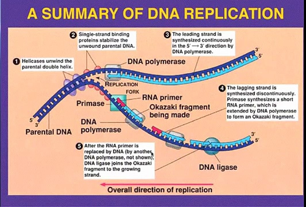 DNA Replication- Leading vs  Lagging Strand