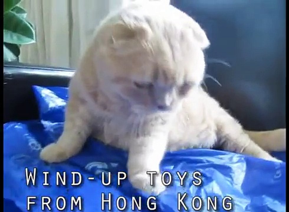 Scottish Fold Cat Basil Farrow, cutest cats in the world, baby munchkin kitten lion cub