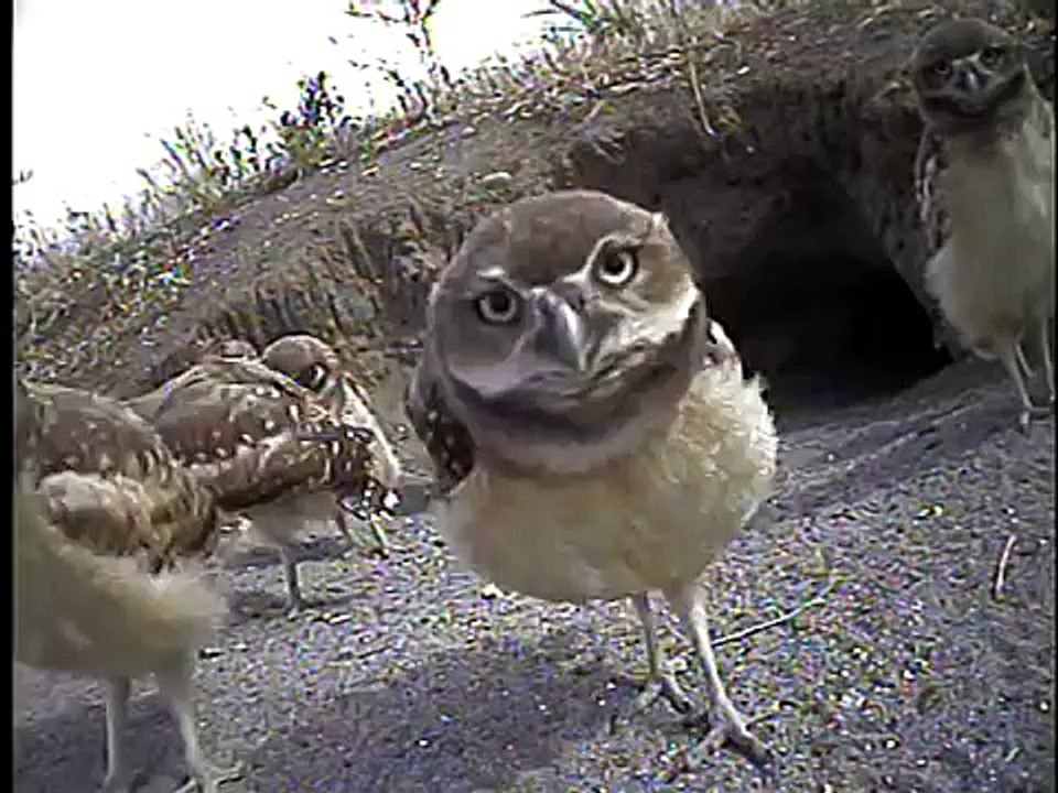 WA Birds: Burrowing Owls: Natural Clowns
